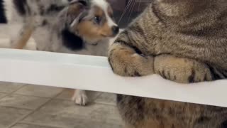 Puppy Meets Cat For First Time