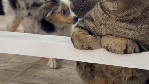 Puppy Meets Cat For First Time