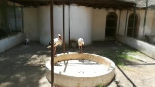 Where do White stork live