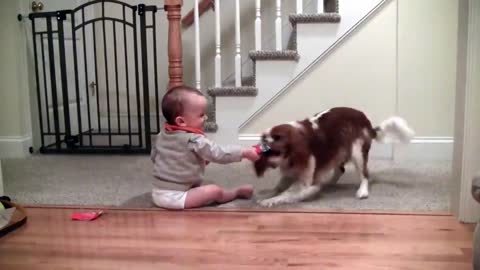 Adorable laughing baby and Cavalier King Charles playing game