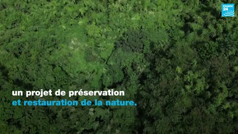 Face à la déforestation, les gardes forestiers philippins risquent leur vie