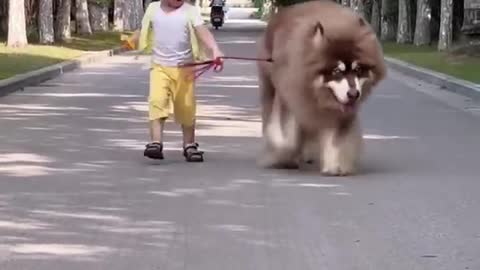 Big Alaskan dog walking on the street with his little owner