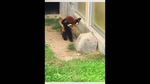 Adorable Red Panda: A Hilarious and Cute Video to Brighten Your Day!