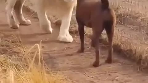 Funny Animals