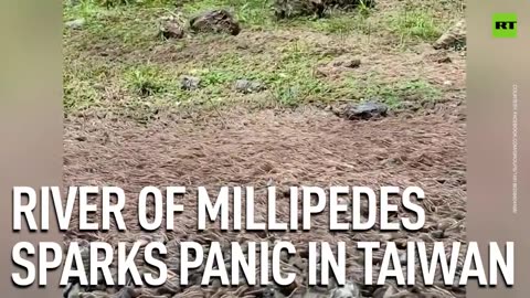 River of millipedes sparks panic in Taiwan