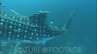 Whale Shark Swims Head On, Passes Closely, Tail Sweep