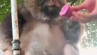 what a cute monkey 🐒😍