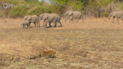 Leopard Hunts Baboon in Broad Daylight
