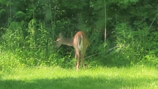 Deer in our backyard 5-28-23