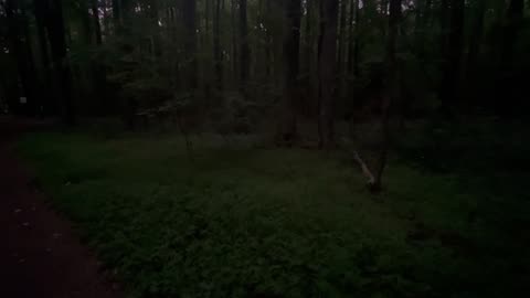 Out and about with Fireflies