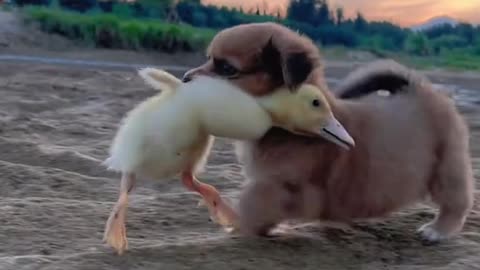 Dog and Duck baby friendship viral