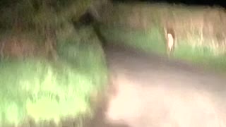 Harrowing Encounter With a Deer