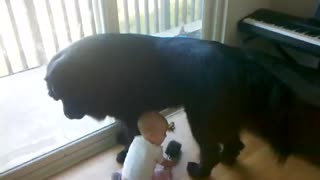 Cute toddler grooms giant dog