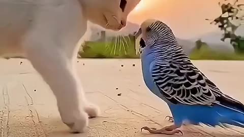 Beautiful cat and parrot