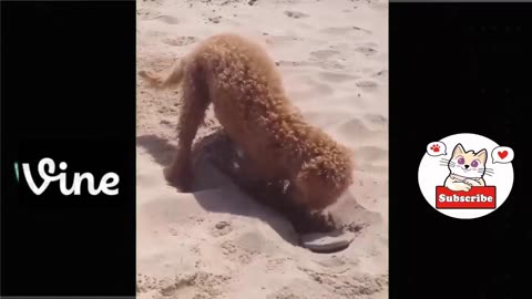 Best Funny Animal Videos Of The 2023 🤣 12