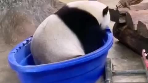 The panda is not hungry, it is hungry to eat the plastic basin. ,