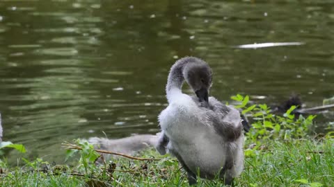 Swan Young Water Nature Animal World Cygnet