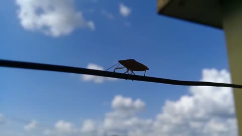 Percevejo brasileiro andando em varal de roupa | Bedbug walking on clothesline