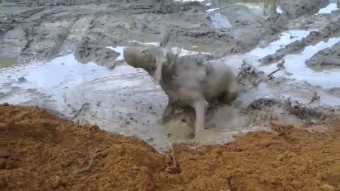 dogs vs dirt