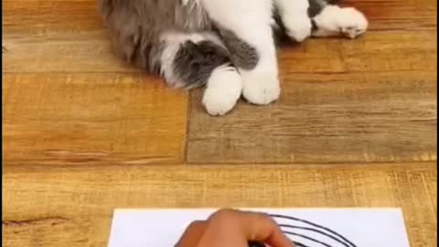 funny cat - funny reaction for drawing