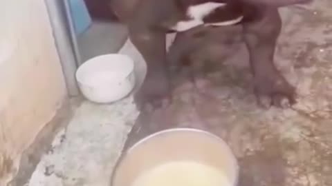 This dog clearly does not know how to drink milk