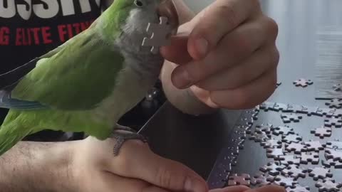 Parrot Stealing puzzle pieces for attention