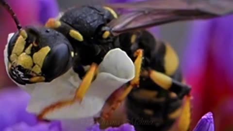 "A Closer Look at the Marvelous Cerceris Wasp: Nature's Exceptional Hunter"