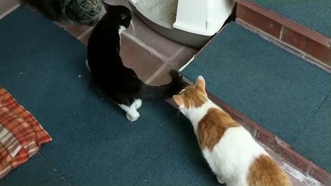 Introducing Cats To A New Persian Kitten For The First Time