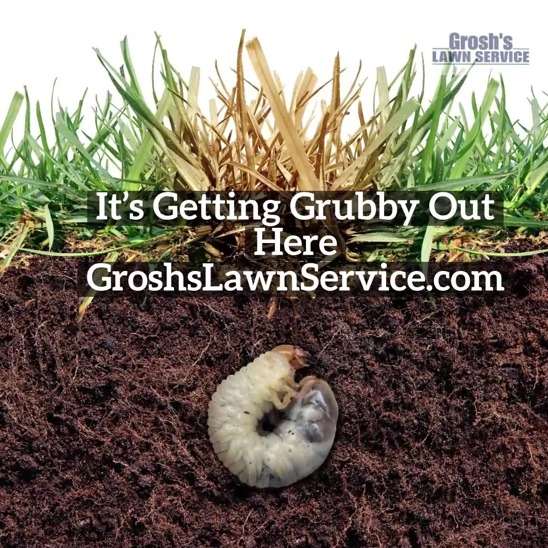 Image showcasing Grubs Clear Spring Maryland Lawn Care Treatments