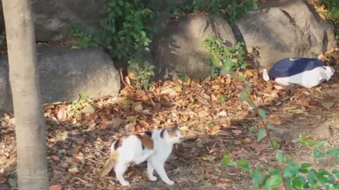 A three-colored cat scratching while walking