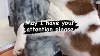 May I Have Your Attention Please ? Huge Saint Bernard With Owner. Cute Dog Video