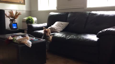 Paranoid dog freaks out over pillow on the couch