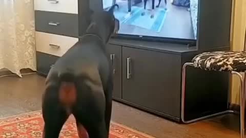 doberman dog training by TV itself