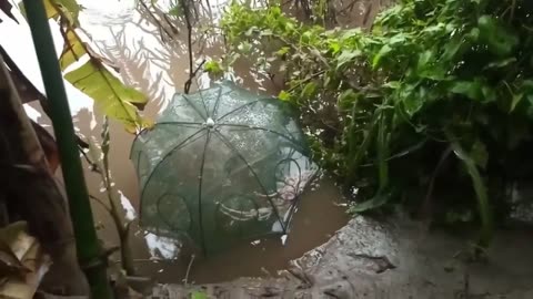 cara mancing pakai udang di jepang