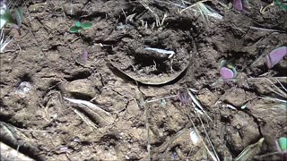 Trapdoor Spider In A Good Mood