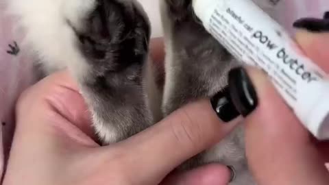 How to trim cat claws