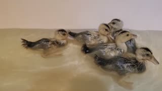 2 week ducklings