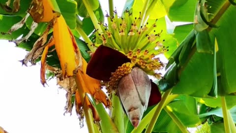 The Amazing Banana Tree: A Close-Up Look at Banana Growth