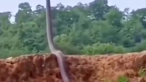 giant snake caught on video