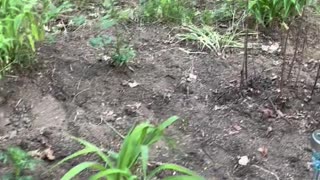 Gardening With Dad