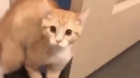 Scared cat