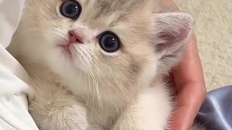 Cute cat 😺 animal lover