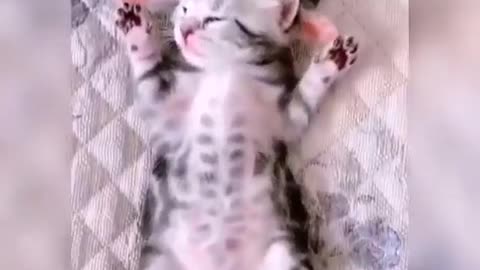 Baby Cats - Cute and Funny Cat Videos Compilation #MJ4FUN