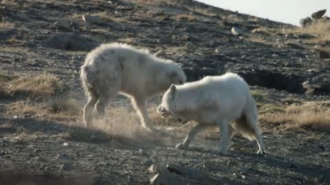 Wolf Pack Teams Up to Fight Off Intruder