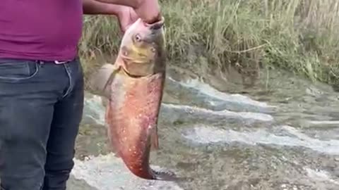 Carp fishing by Shahid Rasool Sb | Mangla Broti | 19/10/2023