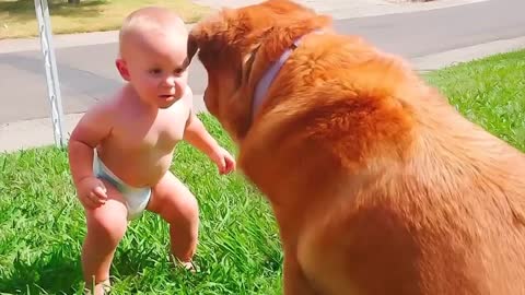 Best video of Cute Babies and Pets - Funny Baby and Pet