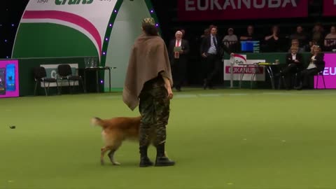 Amazing Dog Performs CPR, Squats and Press Ups in Heelwork To Music Routine | Crufts 2017