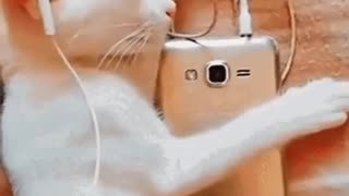 Cute Cat Gif