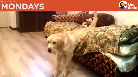 Dog Has A Case Of The Mondays | The Dodo