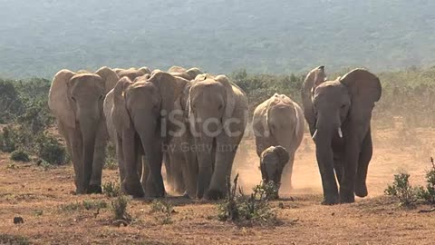 South African Elephant.